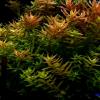 Rotala rotundifolia 1