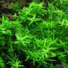 Rotala sp green