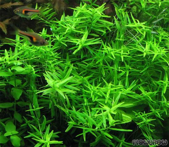Rotala sp green