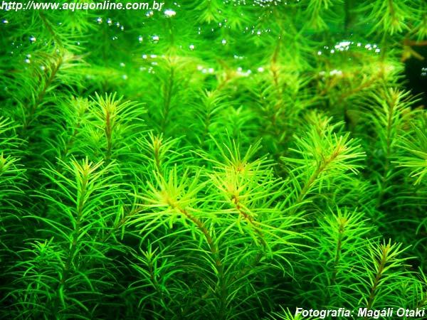 Rotala sp Nanjeshan