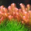 Rotala wallichii 1