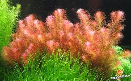 Rotala wallichii 1