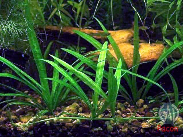 Sagittaria subulata