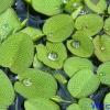 Salvinia natans