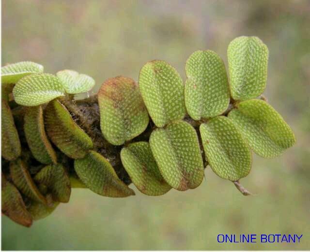 Salvinia sprucei