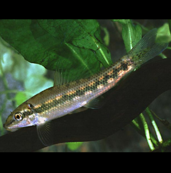 Gyrinocheilus Aymonieri Chupa Algas, Chupa Algas Chino, Chupa Algas Siamés, Pez Ventosa