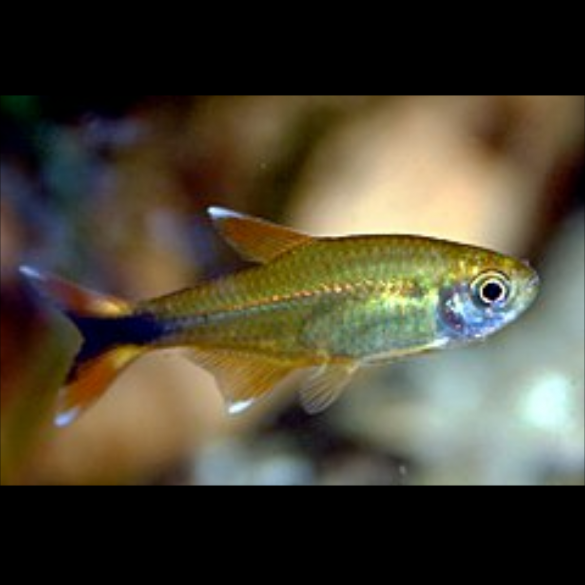 Hasemania Nana Tetra Cobre