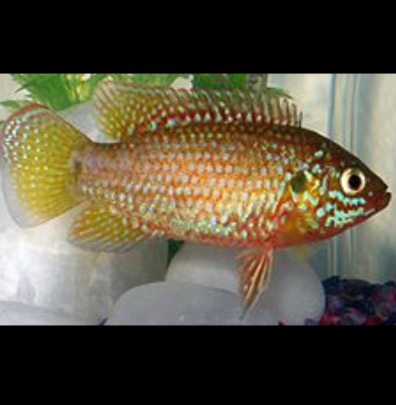 Hemichromis Bimaculatus Cíclido Encarnado, Cíclido Joya, Cíclido Joya de Dos Puntos, Cíclido Joya Neón, Cíclido Rojo