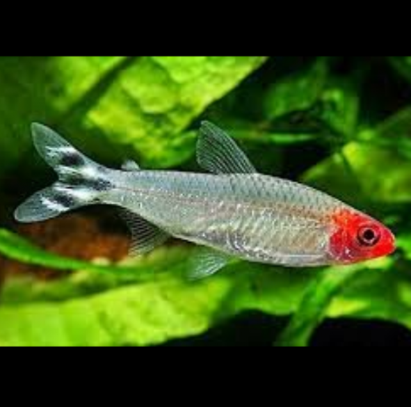 Hemigrammus Erythrozonus Tetra Luminoso, Neón Cobre