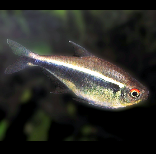 Hyphessobrycon Herbertaxelrod, Tetra Neón Negro, Neón Negroi