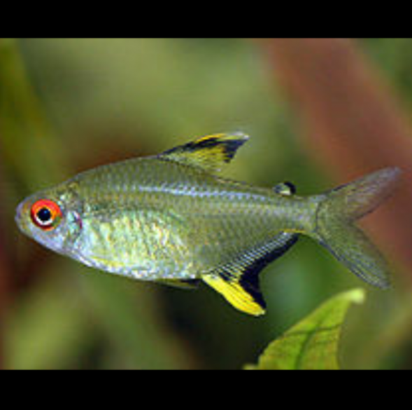 Hyphessobrycon Pulchripinnis Tetra Limón