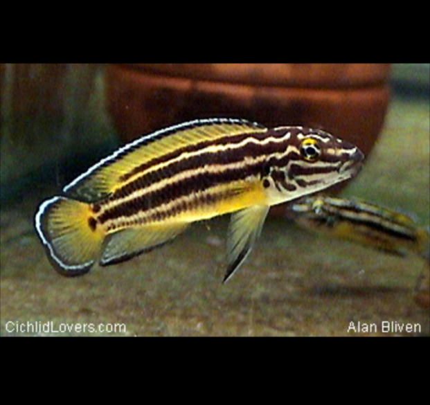 Julidochromis Regani Cíclido de Regan, Cíclido de Regani, Juli, Julie Convicto Regani