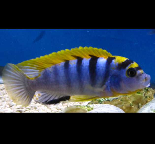 Labidochromis sp. “Hongi” Hongi de Tapa Roja, Kimpuma,