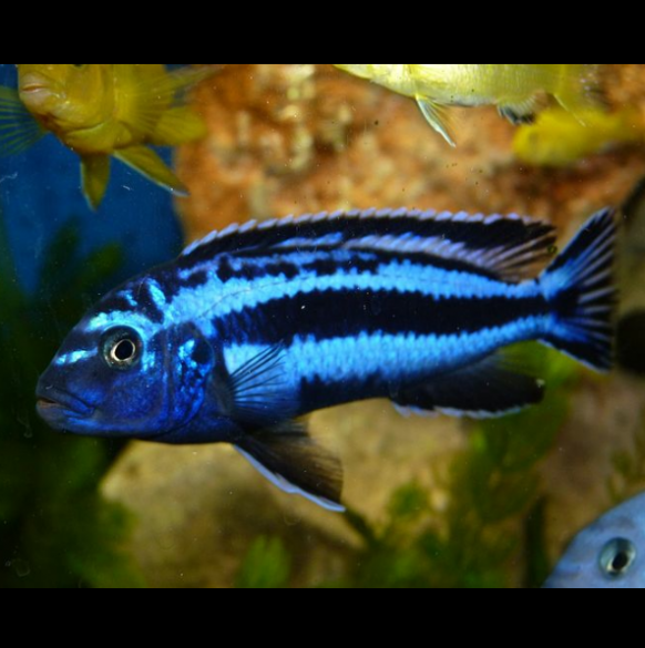 Melanochromis Cyaneorhabdos Maingano