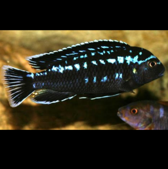 Melanochromis Interruptus Cíclido Interruptus, Melanochromis Elastodema