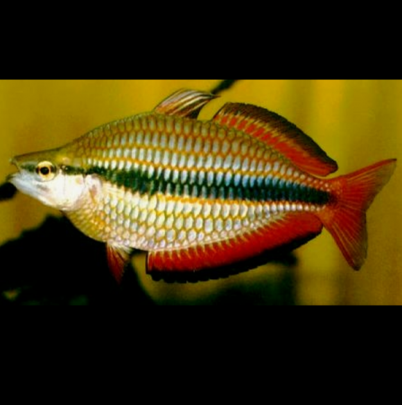 Melanotaenia Trifasciata Arco Iris Joya, Arco Iris Rayado