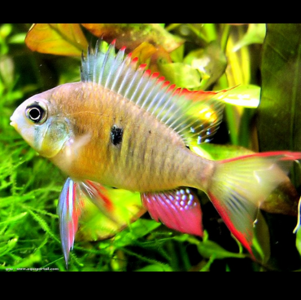 Mikrogeophagus Altispinosus Ramírez Boliviano, Ramirezi Boliviano, Ramírez Rojo, Rubí Payaso