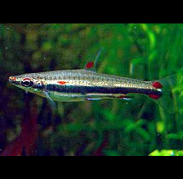 Nannostomus Trifasciatus Pez Lápiz, Pez Lápiz de Tres Bandas