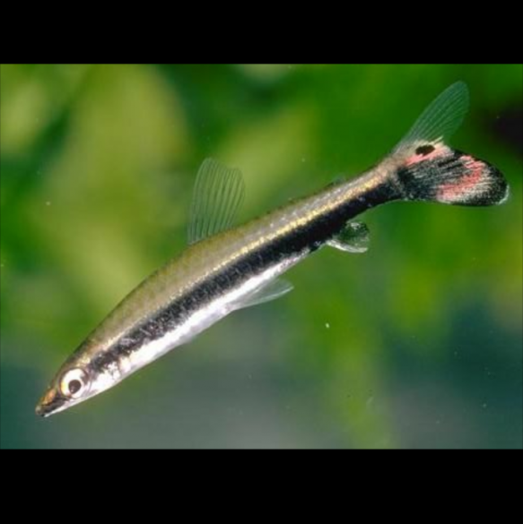 Nannostomus Unifasciatus Pez Lápiz de Una Banda  Nematobrycon Palmeri Tetra Emperador
