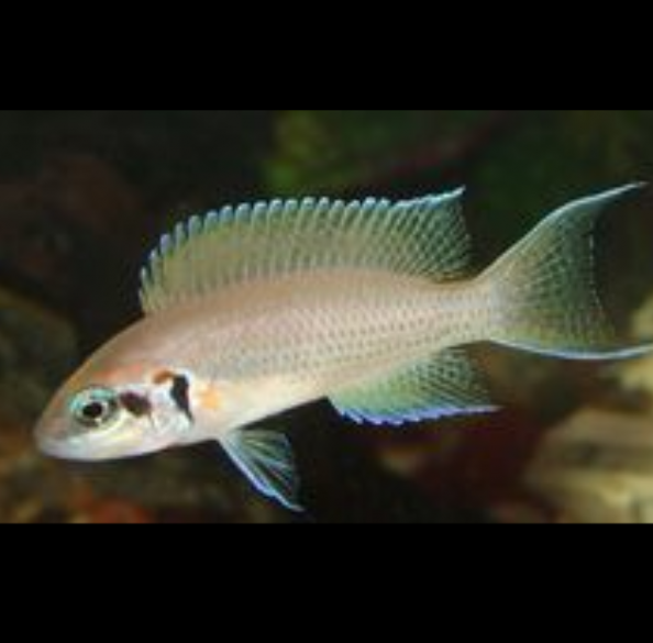 Neolamprologus Brichardi Princesa de Burundi