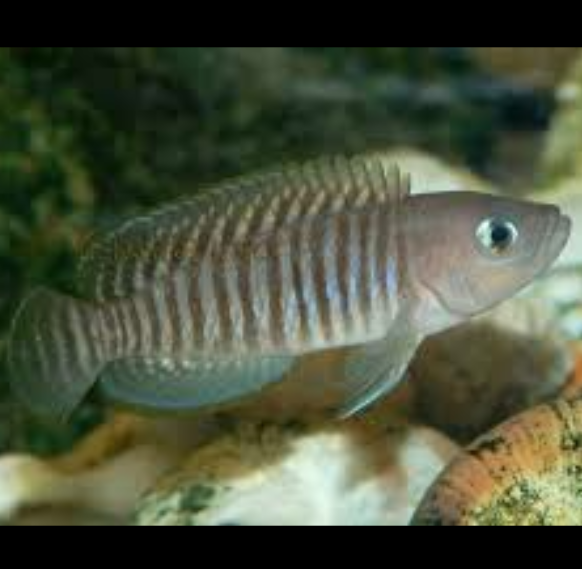 Neolamprologus Multifasciatus Lamprologus Multifasciatus, Multis
