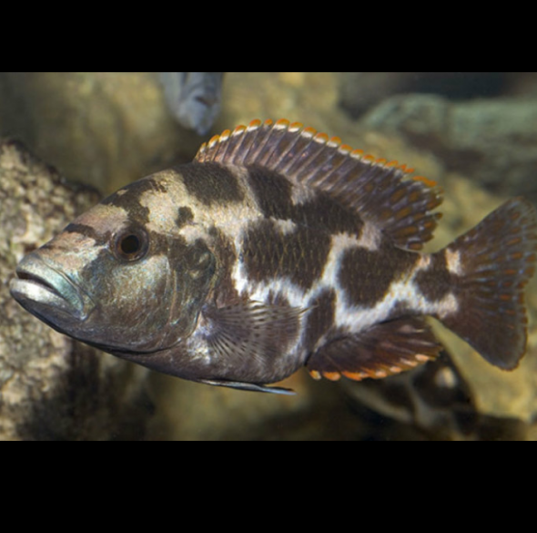 Nimbochromis Livingstonii Kaligono, Dormilón