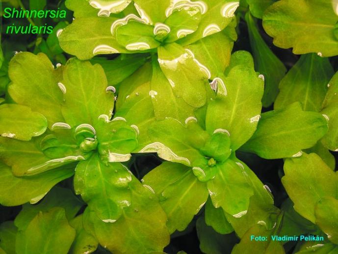 Shiunnersia rivularis