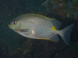 Siganus guttatus golden rabbitfish