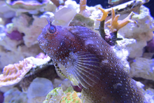 Starry blenny