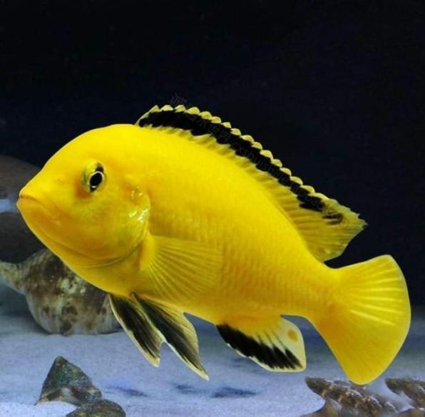 Labidochromis Caeruleus Amarillo Eléctrico, Labidochromis Limón