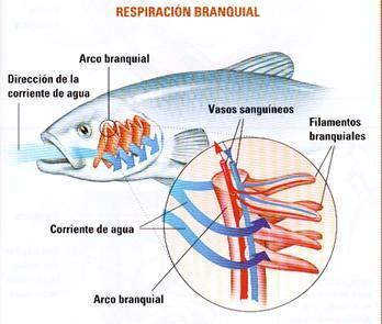 Enfermedad de las branquias de peces 3