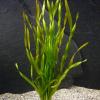 Vallisneria sp asiatica