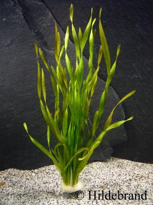 Vallisneria sp asiatica