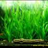 Vallisneria spiralis tiger