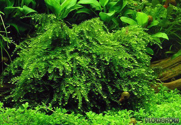 Vesicularia ferriei weeping moss