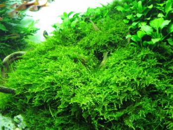 Vesicularia montagnei musgo de navidad christmas moss