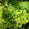 Vesicularia montagnei